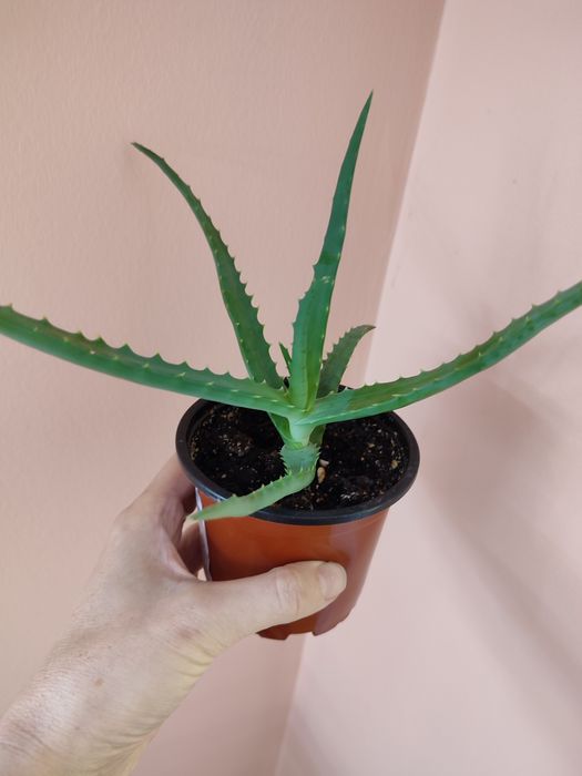 Цветы ухоженные недорого