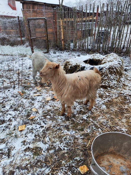 Capre  tinere pereche