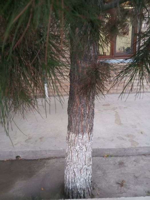 Продаётся ёлка 6. Метровые