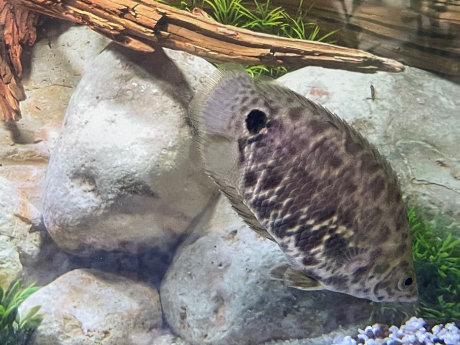 Продается аквариумная рыба ксенопома леопардовая