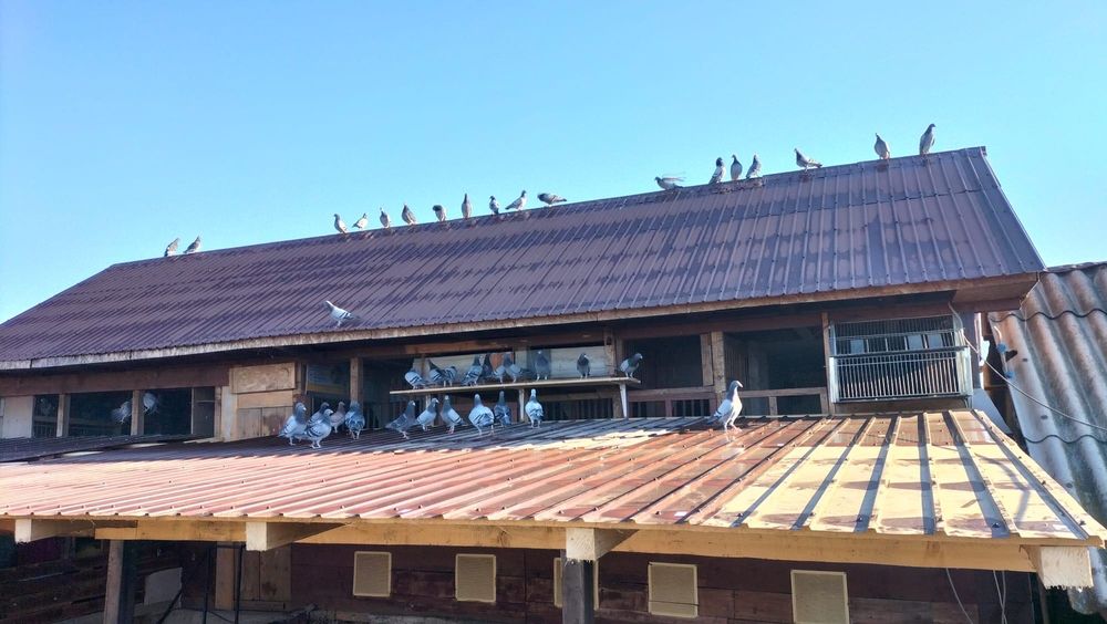 Porumbei sport de vânzare