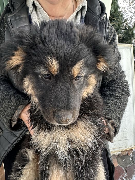 Девочка-щенок ждет свою семью