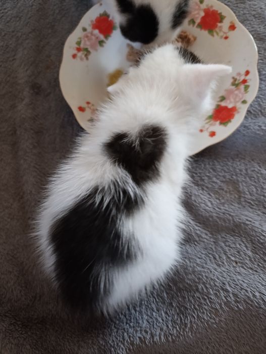 Отдам котёнка. Мальчик.