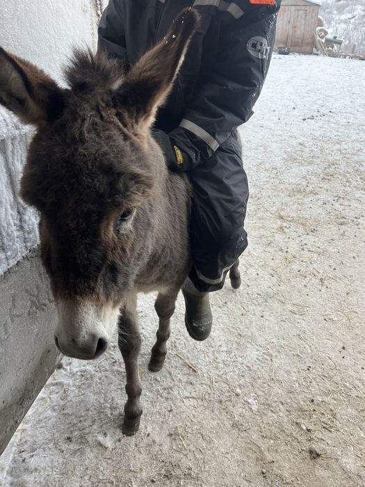 Продам. Продам . Продам .