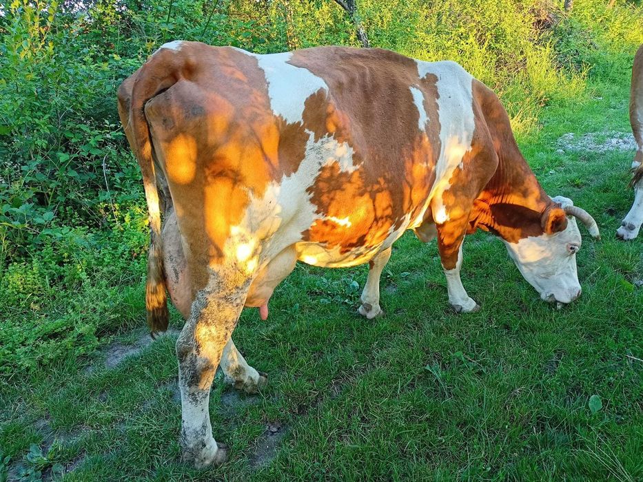 Vaca cu vițel de vanzare