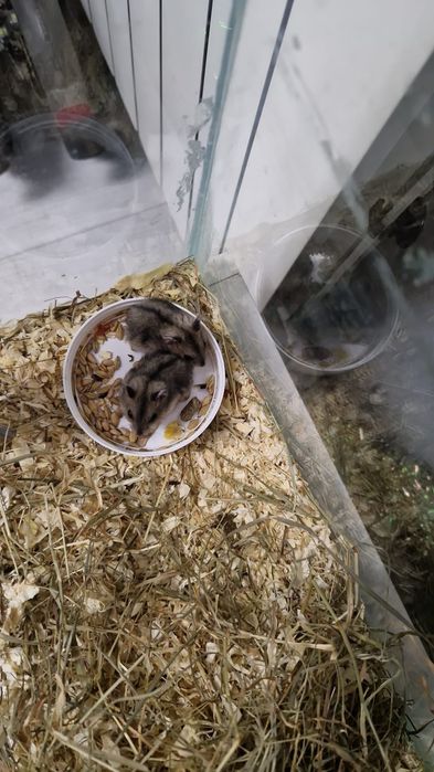 Hamsteri Siberieni pitici