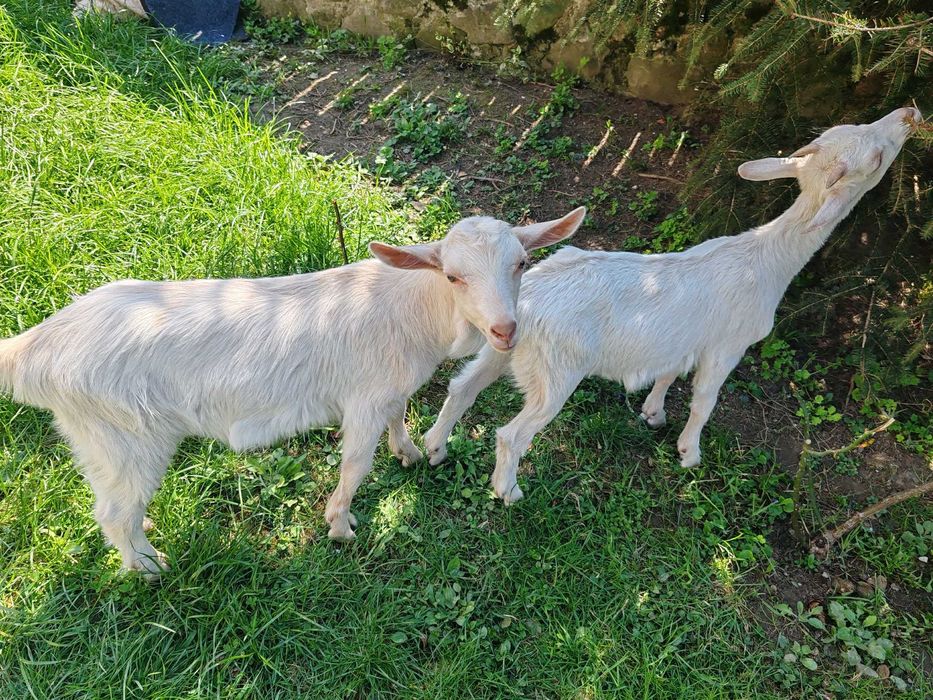 Iezi capre rasa Saanen