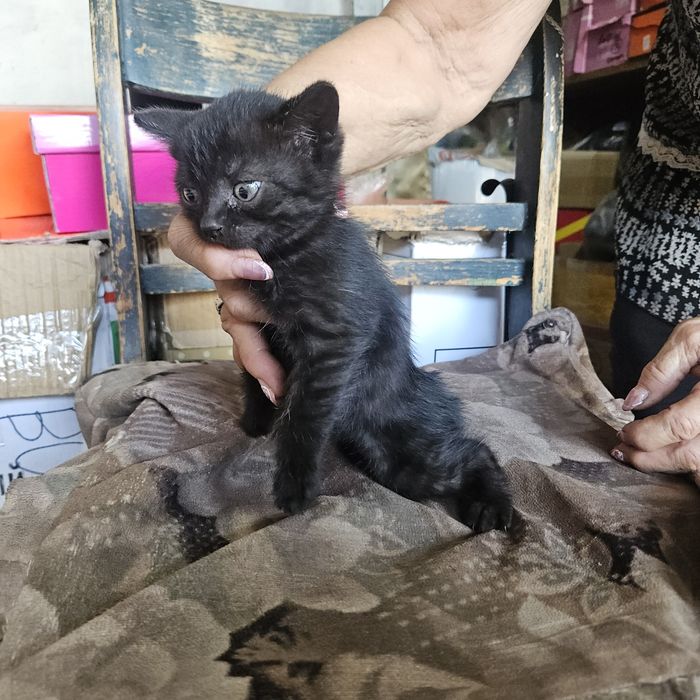 Котята (осталось 4)