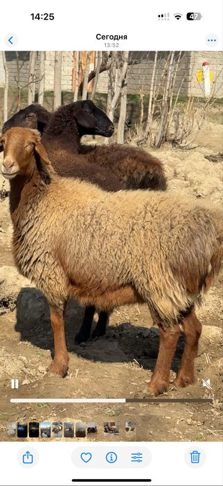 Bugoz soyluq sotiladi yosh sovluqlar