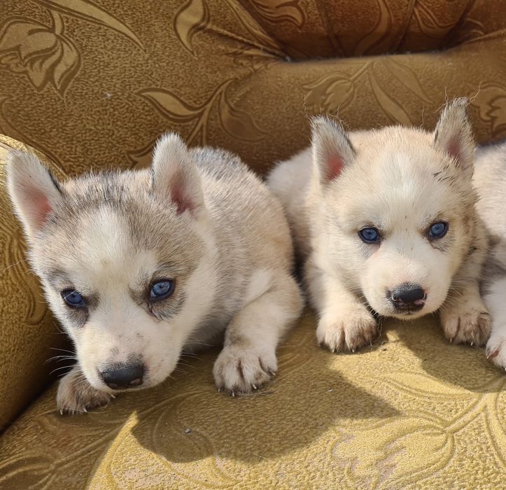 Продам щенков сибирской хаски.