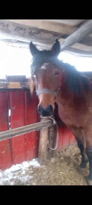 Продам кабыл две штуки