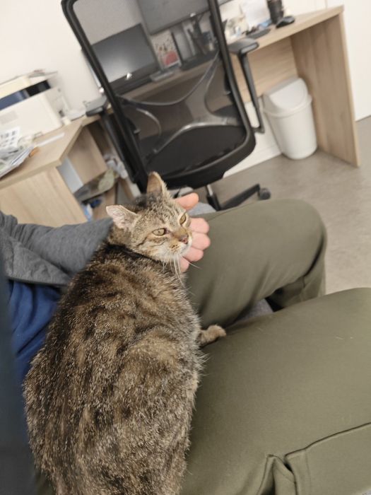 Гушко търси дом от девет месеца.