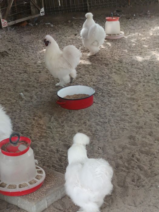 Pereche mătase japoneză cocos și găina din 2025