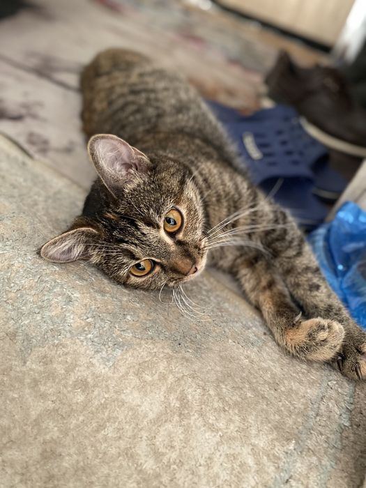 Кошка отдам в добрые руки и котенка