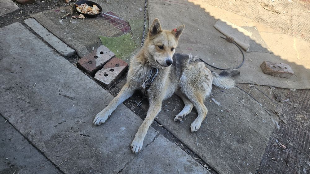 Отдам щенка 8 месяцев