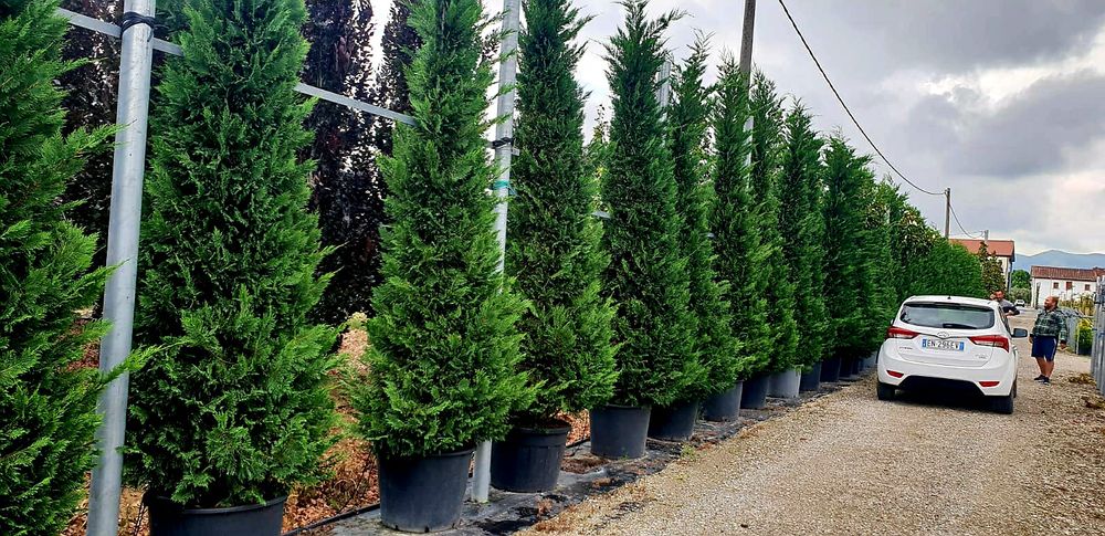 Leylandii 4,5 - 5m , tuia mare, gard viu, perdea verde naturală.