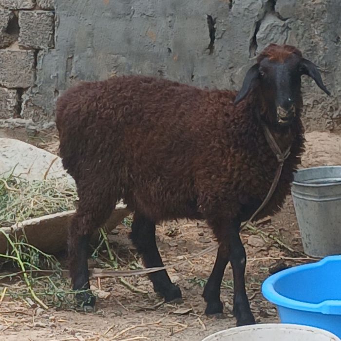 Sotiladigan qo'ylar  bor