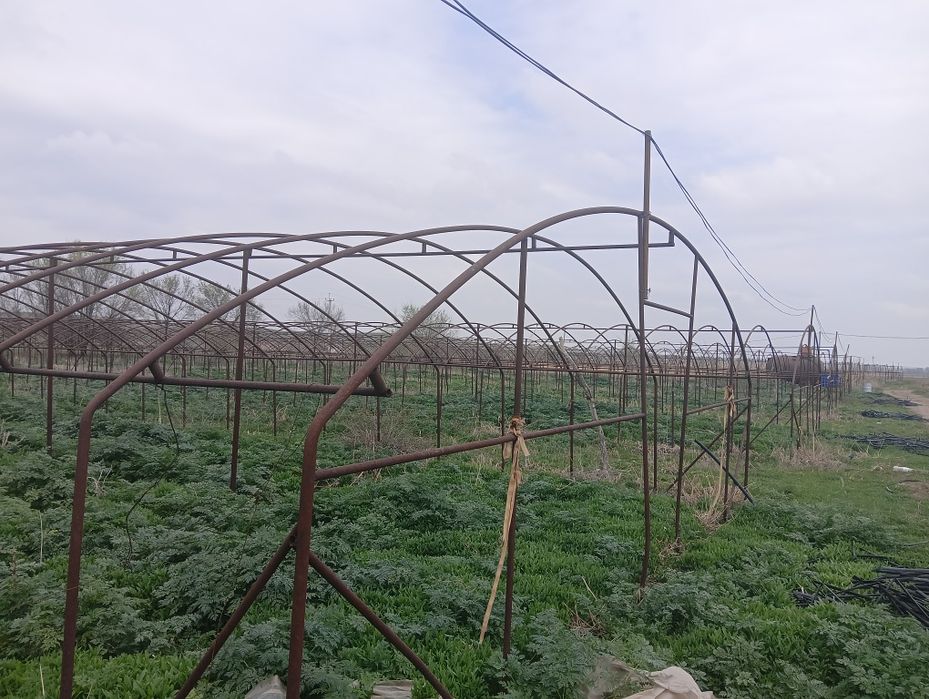 Тепличное хозяйство