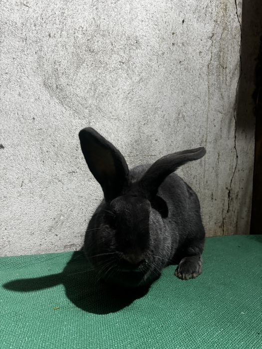 Femelă Fluture German