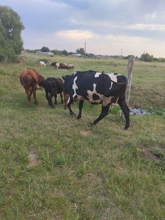 Продам телок и бычка