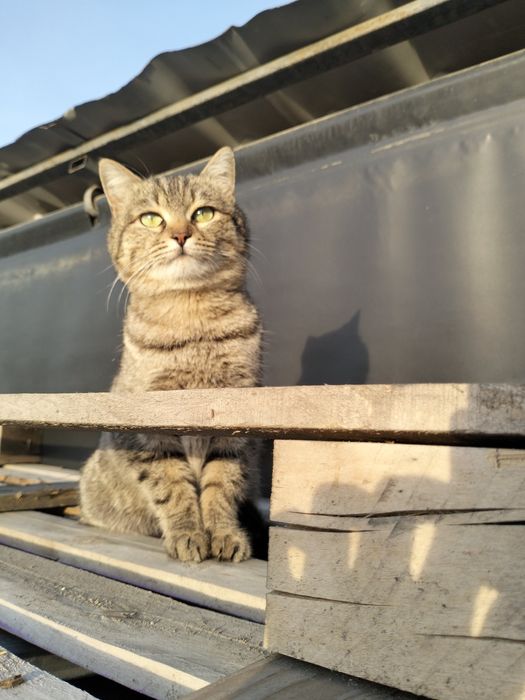 Стерилизованная кошка ищет дом!