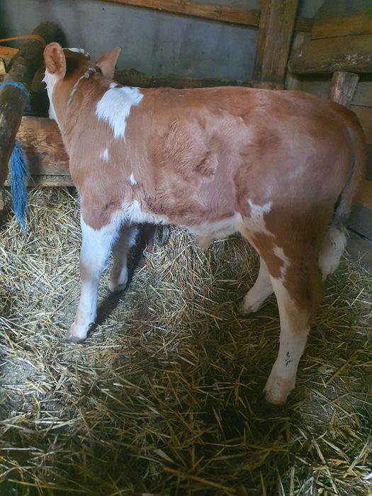 Vând Vacă Belgiană Roșie talie mare  (22 -25 L lapte)garantat cu proba de muls + Vițel de 5 săptămâni ,