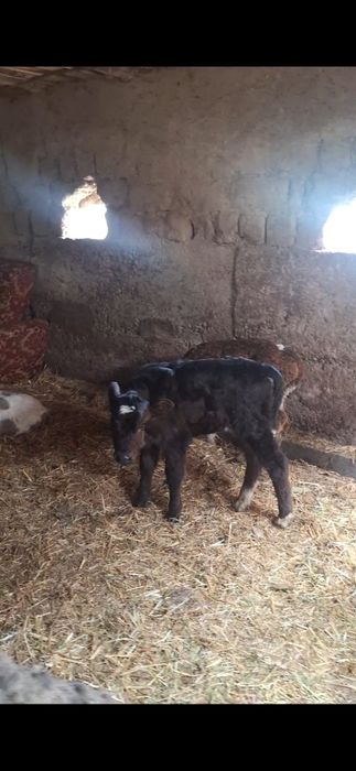 бузаулар сатылады порода