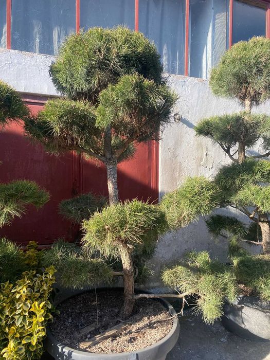 Plante Ornamentale Premium – Livrare Rapidă și Plantare Inclusă