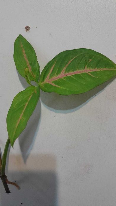 Сингониум, обмен.