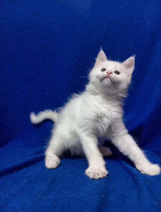 Котята породы Мейн Кун