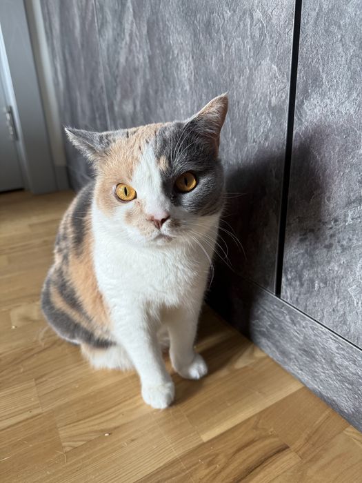 Кошка британская короткошерстная