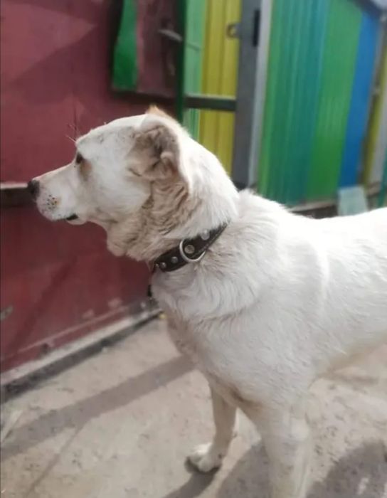 Пристраивается собачка