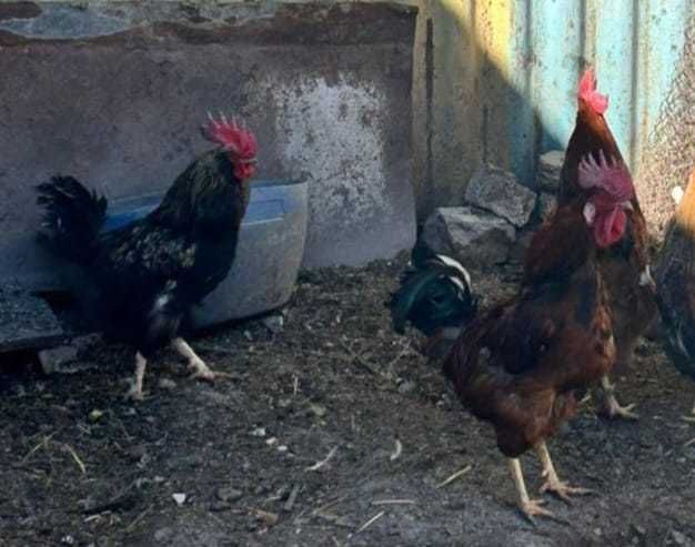 продам молодых петухов
