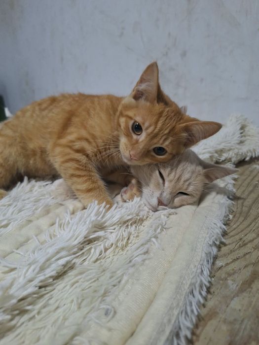 Отдам стерилизованную кошку.