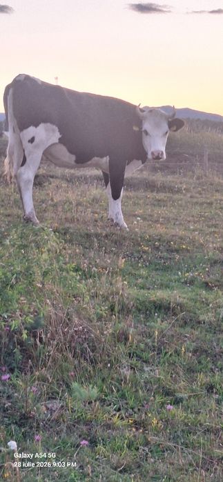 Vând juninci gestante de rasă holstein