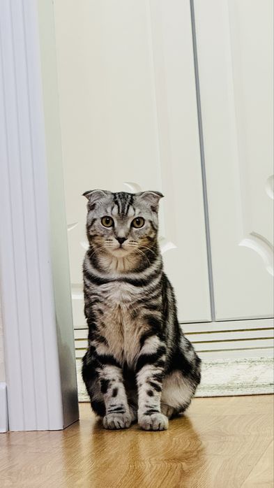 Кот породы скоттиш фолд