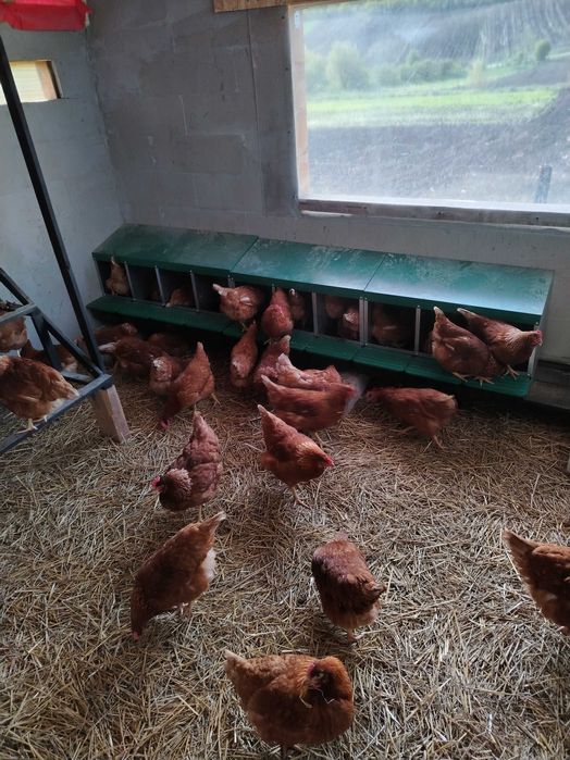 Vand puicute ouatoare