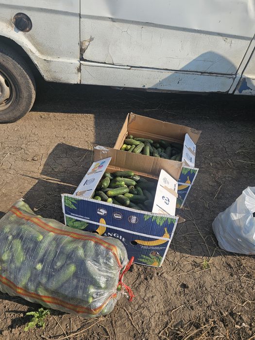 Огурцы помидор будет