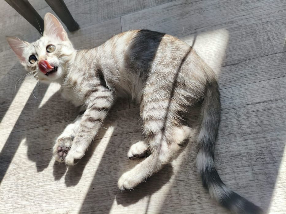 Котята бенгальские