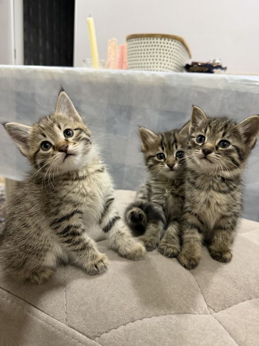 Котята от красивой кошки-мамы