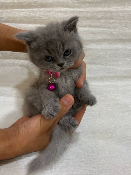 Британский шиншила нархи келишамиз