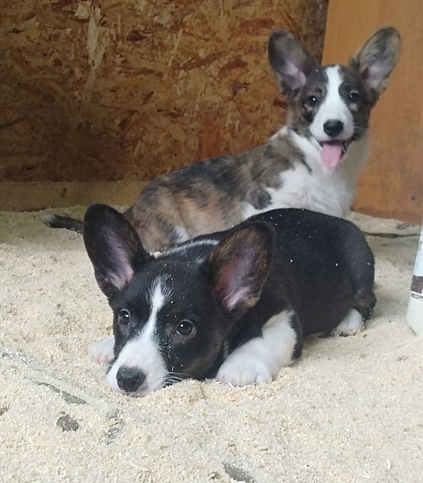 Щенки вельш корги кардиган