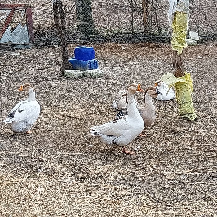 Găini americane și gâște Toulouse