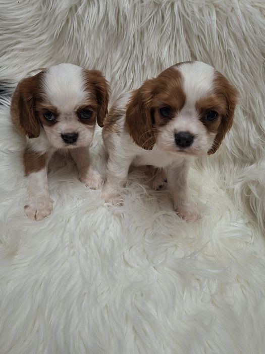 Кавалер Кинг Чарлс Шпаньол