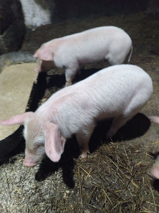 Продам месячных поросят