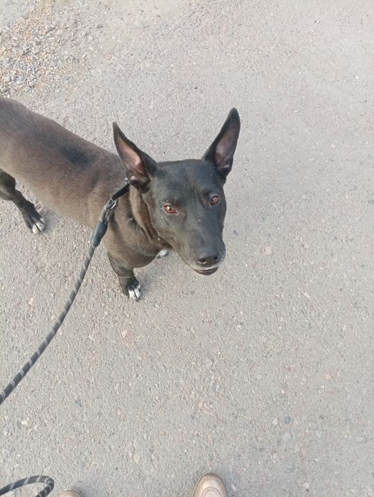 Славный пёс  ищет хозяина