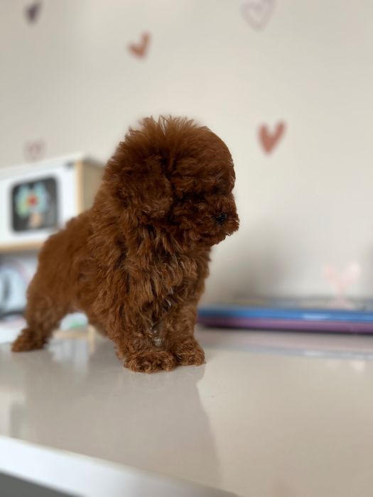 Пудел Teacup Toy