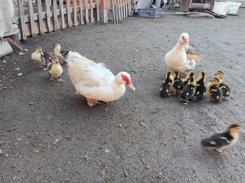 Продам индоутки лаванда