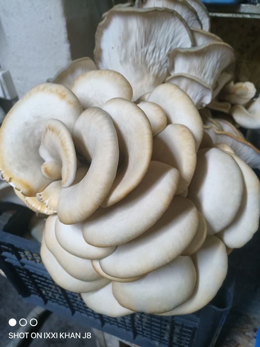 Грибы вешанки свежие