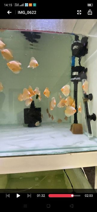 Diskus Blu Daymond Дискус блю даймонд